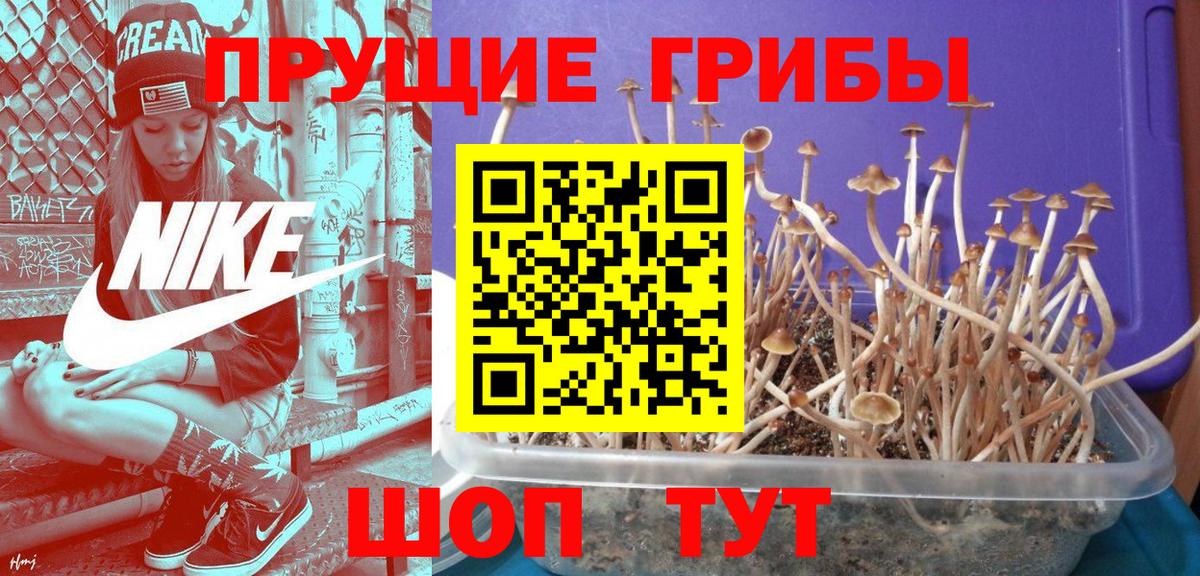 Псилоцибиновые грибы GOLDEN TEACHER Новозыбков